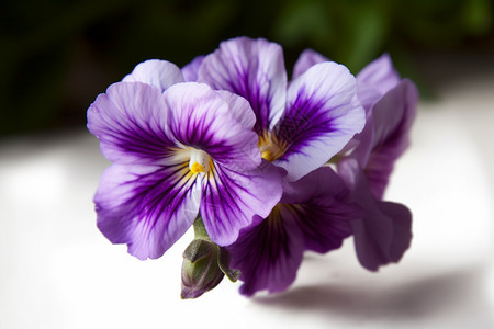 美丽的紫罗兰图片