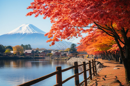 秋天的美景富士山红叶高清图片