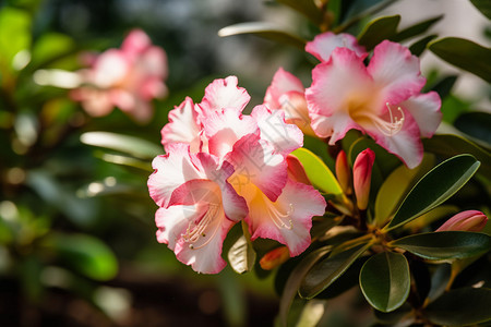 花园里的杜鹃花背景图片