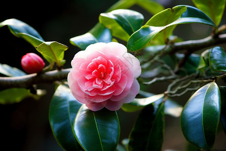 自然山茶花图片