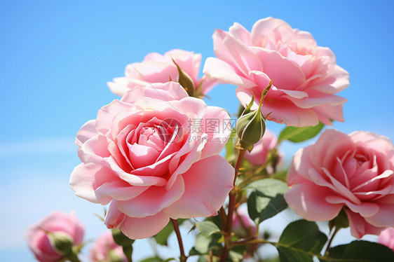 新鲜的粉红玫瑰图片