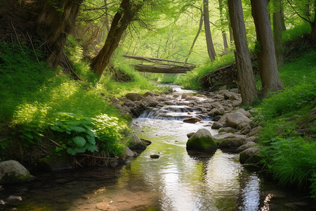 公园的溪流景色图片