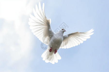 飞翔中的白鸽图片
