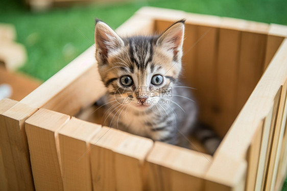 可爱的猫咪幼崽图片