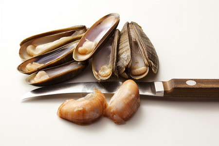 美味的贝壳肉图片