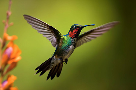 热带雨林中的蜂鸟高清图片