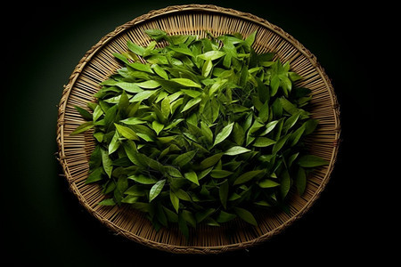 新鲜采摘的绿茶图片
