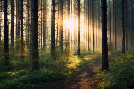 阳光下的森林图片