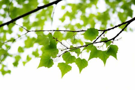 绿树枝春季绿油油的树叶背景
