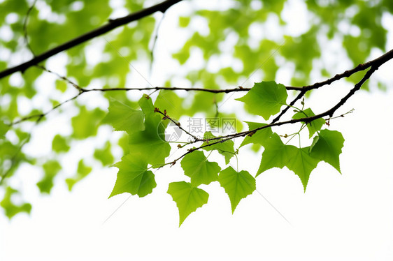 春季绿油油的树叶图片