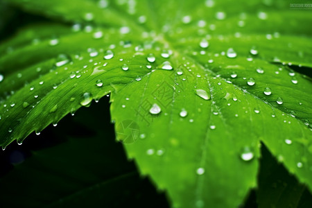 雨后的树叶背景图片