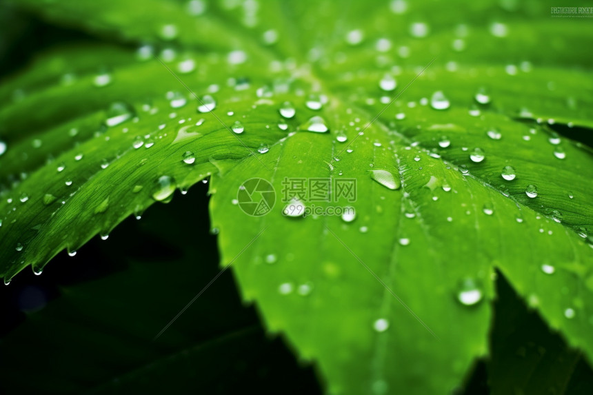 雨后的树叶图片