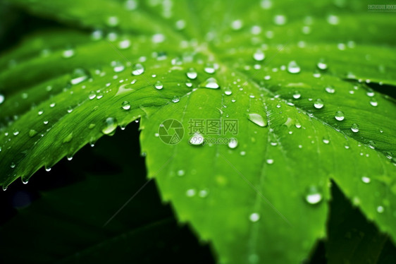 雨后的树叶图片