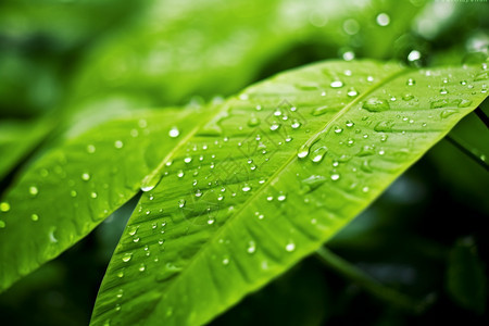 树叶上的雨滴图片