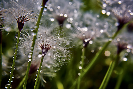 沾满雨滴的蒲公英图片