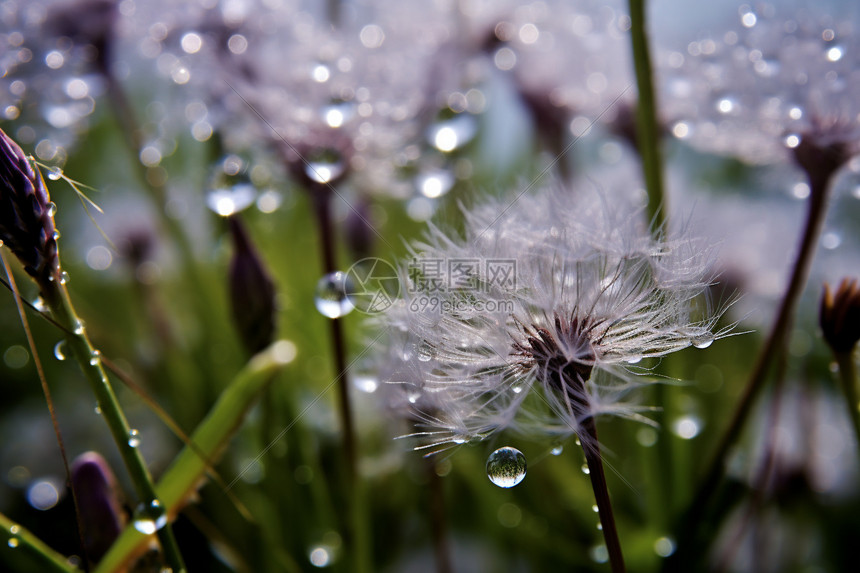 雨中的蒲公英图片