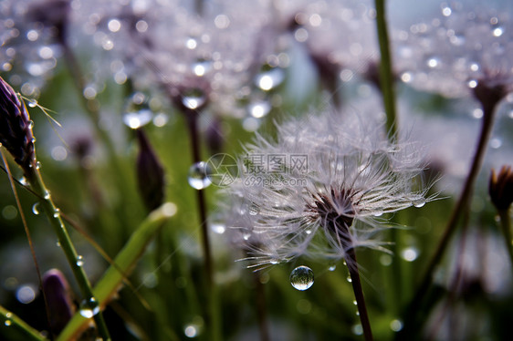 雨中的蒲公英图片