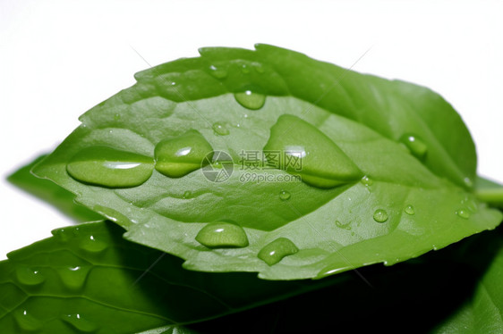 树叶上的雨滴图片