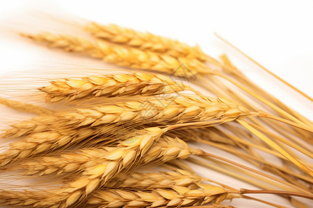 白色背景上的小麦和麦穗背景图片