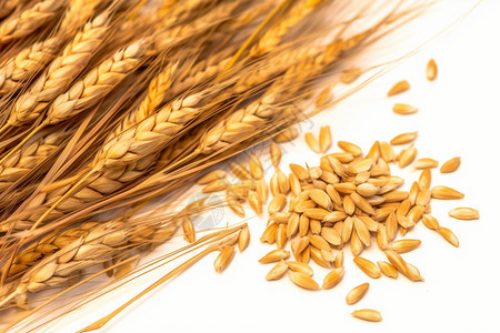 白色背景上的小麦和麦穗图片