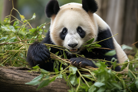 动物园的大熊猫背景图片
