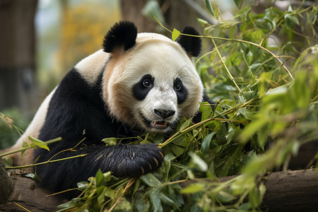 户外的大熊猫背景图片