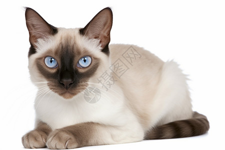 蓝色眼睛的猫咪图片