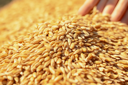 成熟的大麦谷物籽粒高清图片