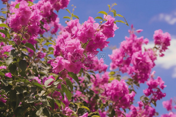 漂亮的紫薇花图片