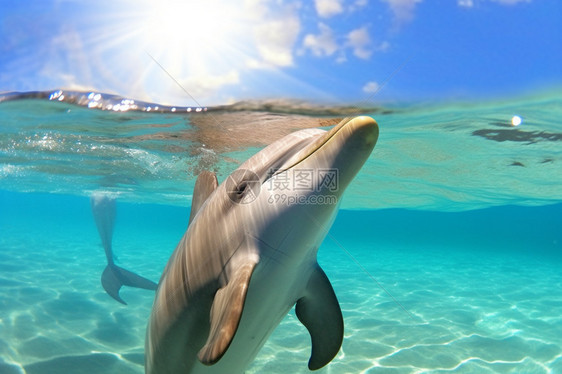海豚在蓝水中游泳图片