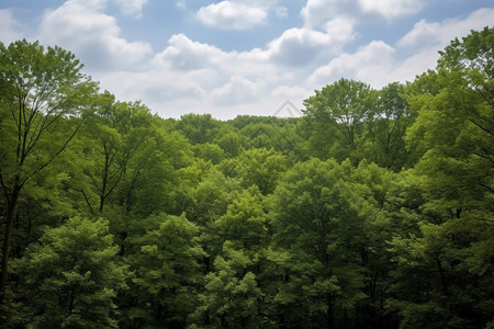 蓝天下的树林图片