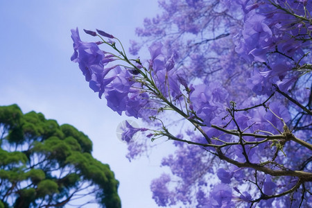 树上的花冠图片