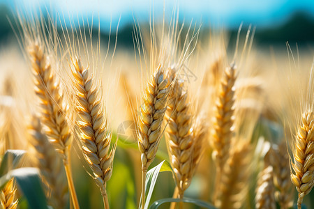 乡村农场中的小麦作物图片