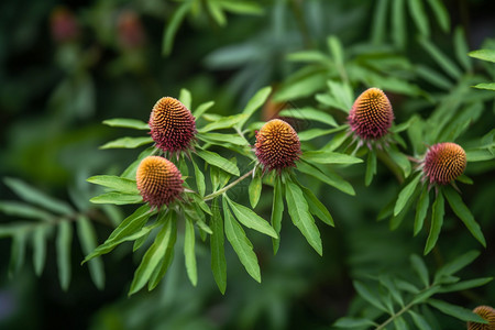 花园中美丽的花朵图片