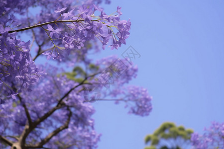 公园中的蓝花楹图片