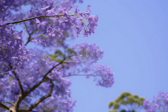 公园中的蓝花楹图片