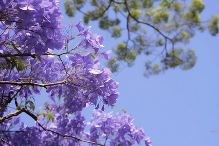 盛开的蓝花楹植物图片