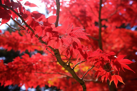 立秋叶子秋天的枫树背景