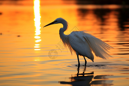 白鹭站在夕阳照耀的湖边图片
