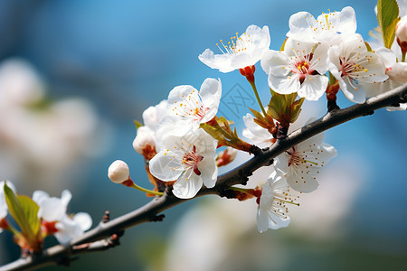 美丽的桃花图片