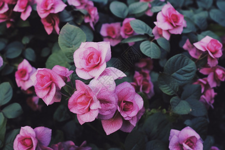 花园里的玫瑰花丛背景图片