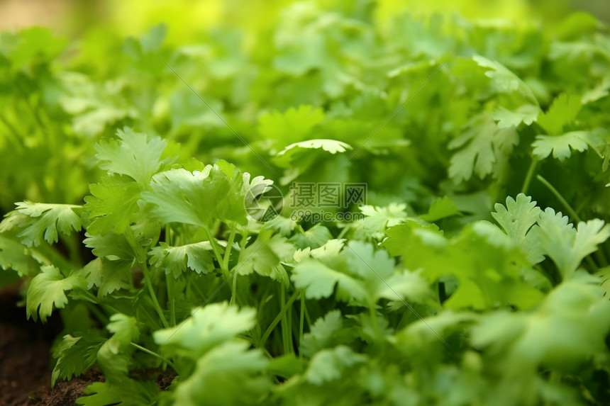 菜地里的香菜图片