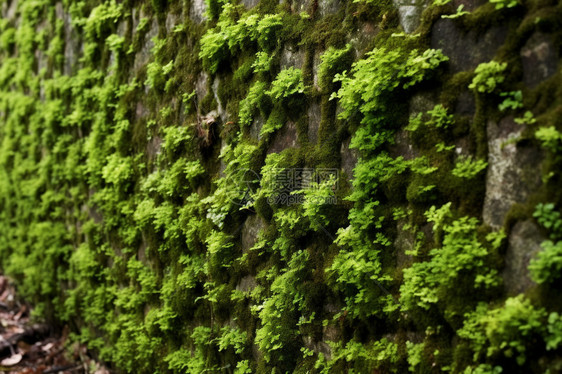 墙上的青苔图片