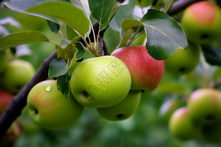 成熟的苹果果园青苹果高清图片