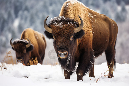 雪地上的野牛群图片