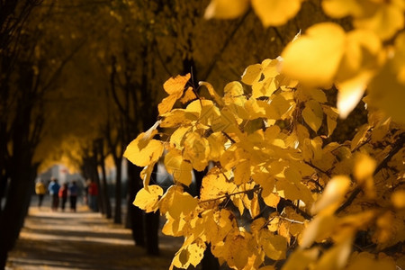 公园里金黄的树叶图片