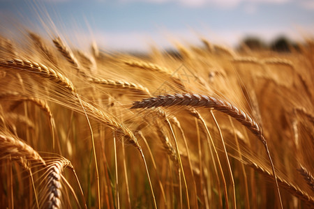 小麦种植田中的麦穗背景图片