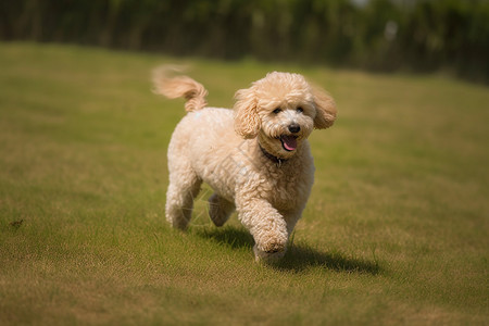 兴奋的贵宾犬图片