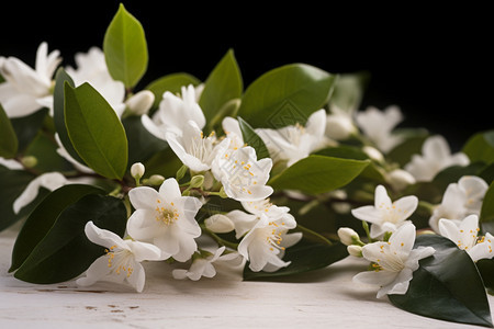 美丽的茉莉花背景图片