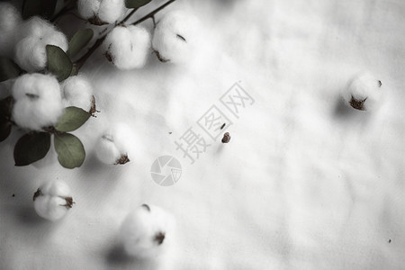 雪地里的棉花图片